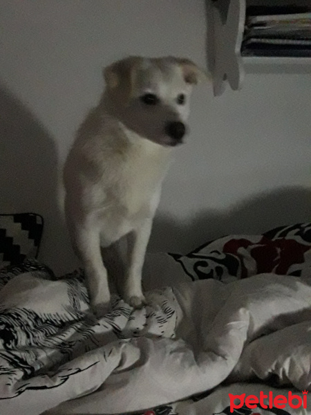 Maltese, Köpek  Cesur fotoğrafı