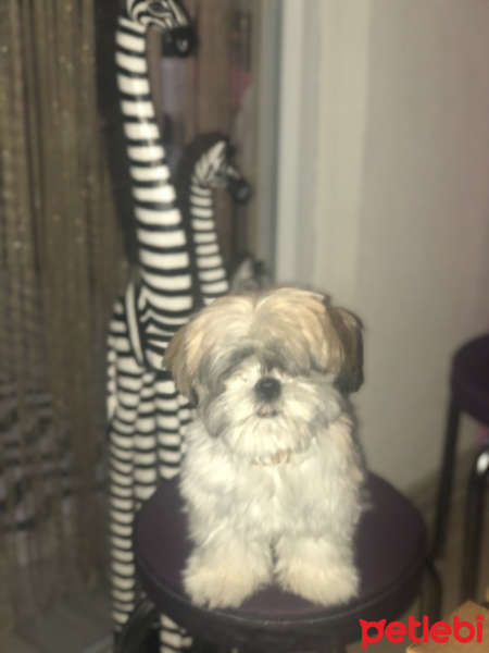 Shih Tzu, Köpek  Richie fotoğrafı