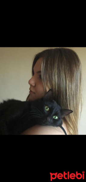 Bombay, Kedi  Kafka(cookie) fotoğrafı