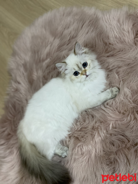 British Shorthair, Kedi  Maviş fotoğrafı