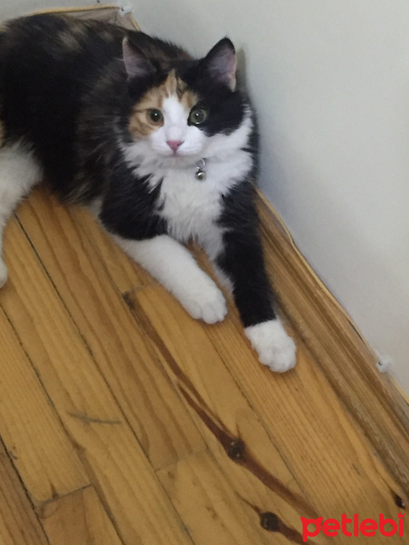 Tekir Kedi, Kedi  Tontini fotoğrafı