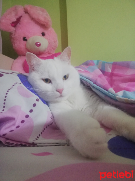 Tekir Kedi, Kedi  Jülide fotoğrafı