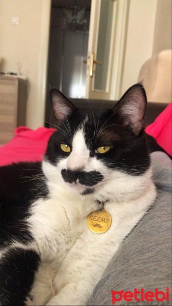 Tuxedo (Smokin) Kedi, Kedi  Cezmi fotoğrafı