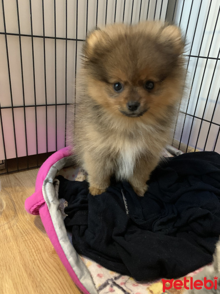 Pomeranyalı, Köpek  Loui fotoğrafı