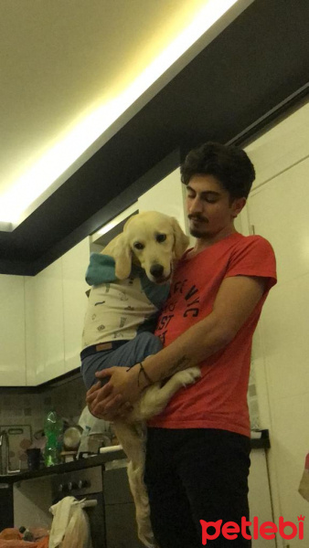Golden Retriever, Köpek  Aras fotoğrafı