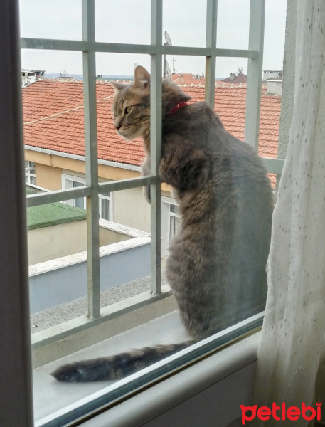 Tekir Kedi, Kedi  Azman fotoğrafı