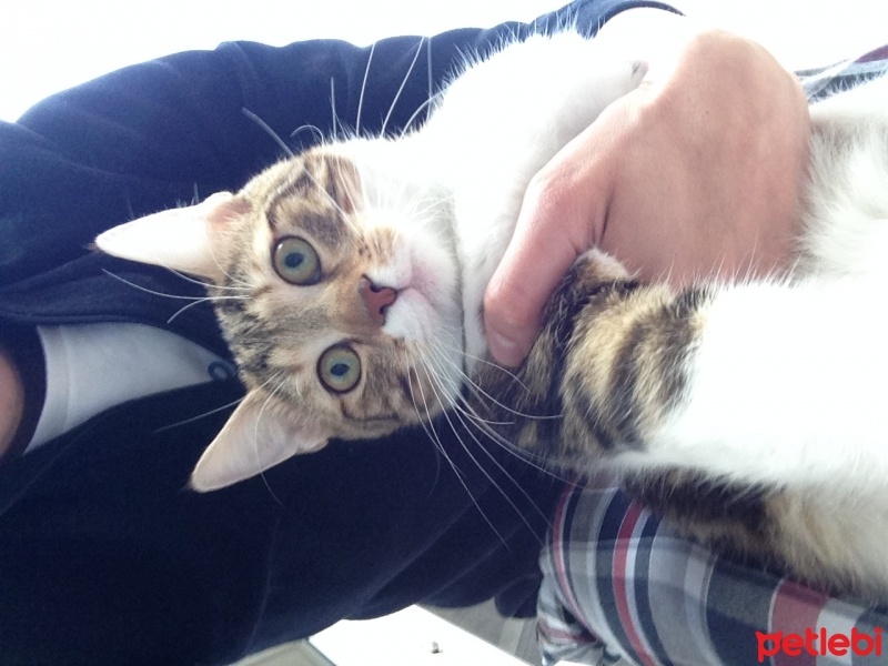 Tekir Kedi, Kedi  Kuzu fotoğrafı