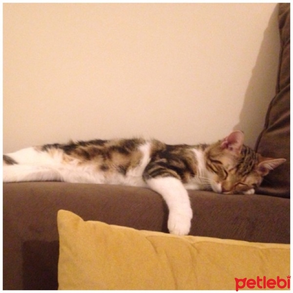 Tekir Kedi, Kedi  Kuzu fotoğrafı