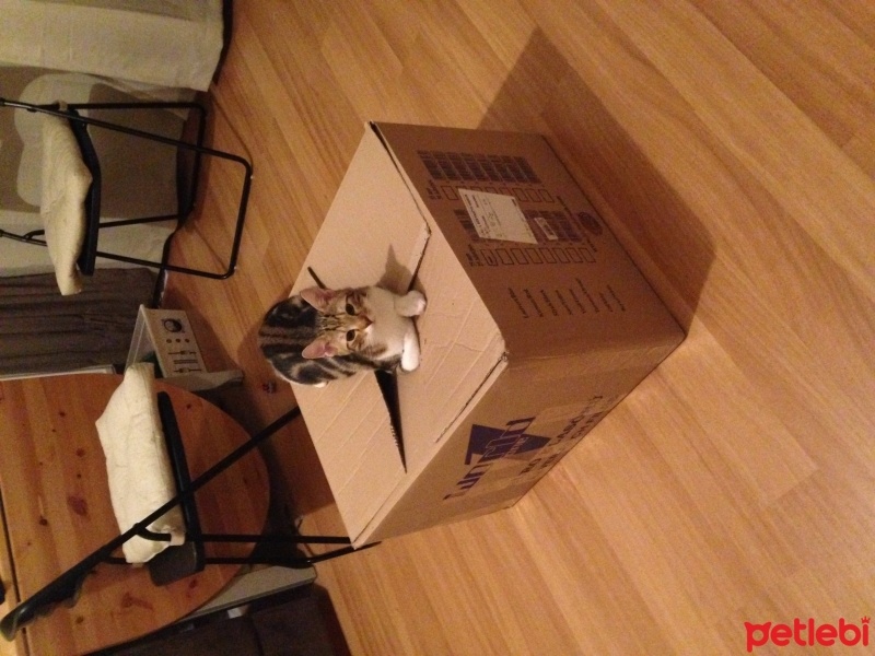 Tekir Kedi, Kedi  Kuzu fotoğrafı