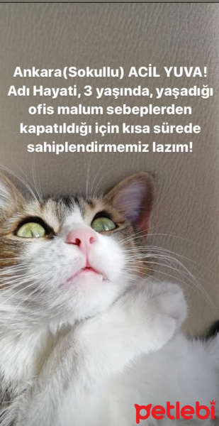 Tekir Kedi, Kedi  Hayati fotoğrafı