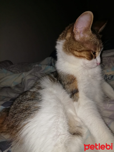 Tekir Kedi, Kedi  Hayati fotoğrafı