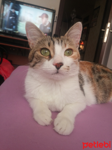 Tekir Kedi, Kedi  Tarçın fotoğrafı