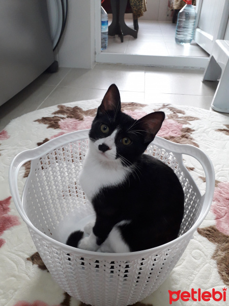 Tuxedo (Smokin) Kedi, Kedi  Karam fotoğrafı