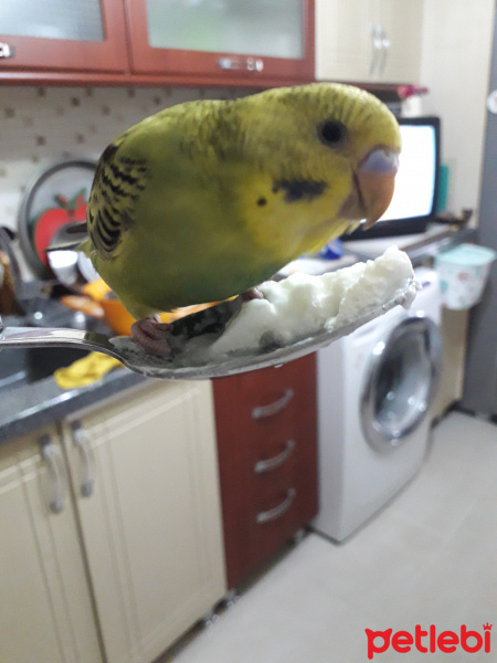 Muhabbet Kuşu, Kuş  Limon fotoğrafı