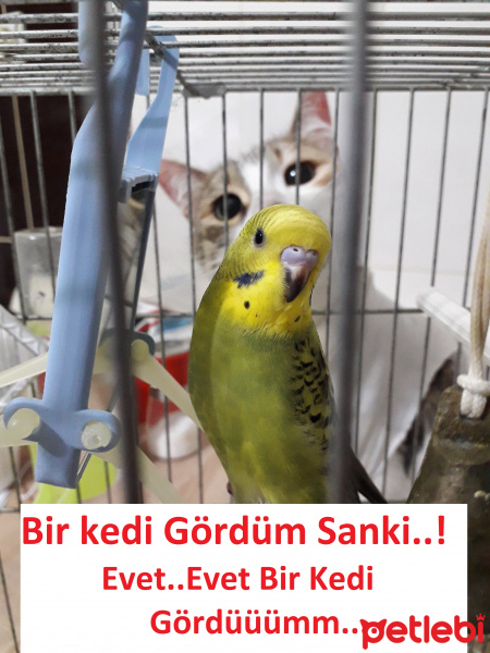 Muhabbet Kuşu, Kuş  Limon fotoğrafı