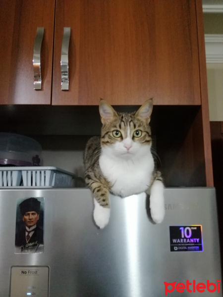 Tekir Kedi, Kedi  Miya fotoğrafı
