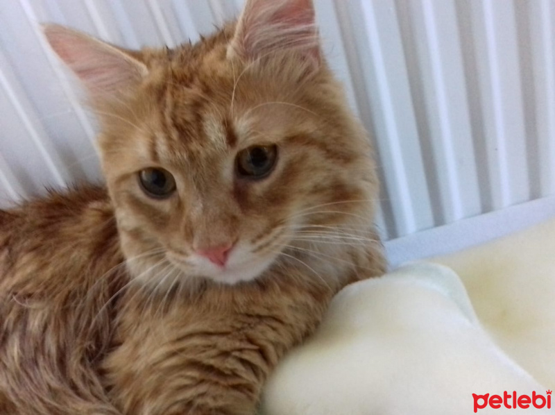 Sarman, Kedi  Kumsal fotoğrafı