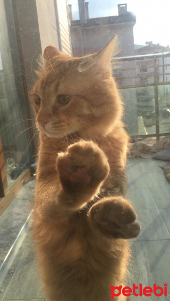 Sarman, Kedi  Kumsal fotoğrafı