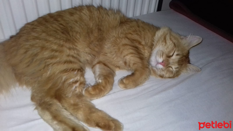 Sarman, Kedi  Kumsal fotoğrafı