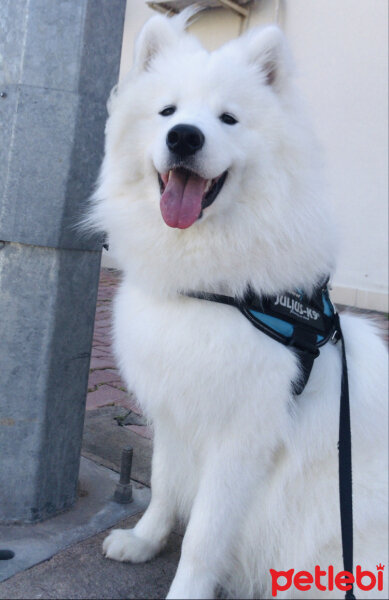 Samoyed, Köpek  Milan fotoğrafı