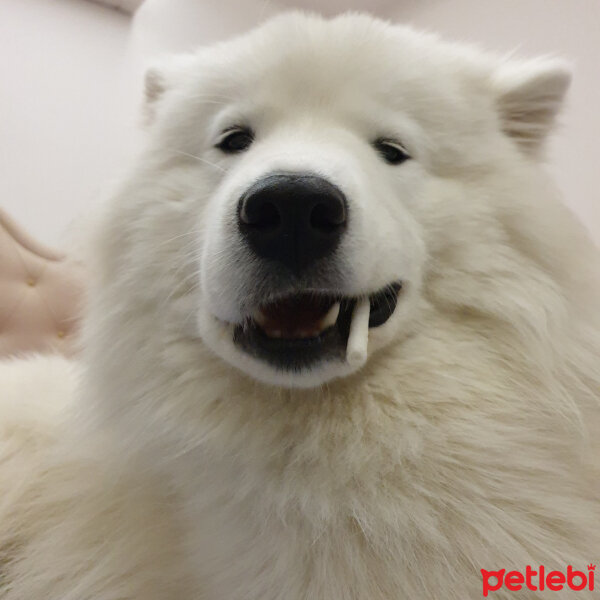 Samoyed, Köpek  Milan fotoğrafı