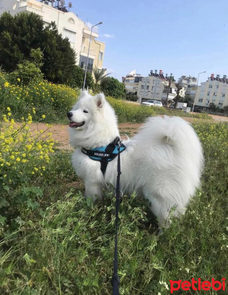 Samoyed, Köpek  Milan fotoğrafı