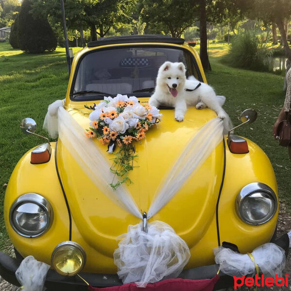 Samoyed, Köpek  Milan fotoğrafı