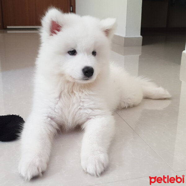 Samoyed, Köpek  Milan fotoğrafı