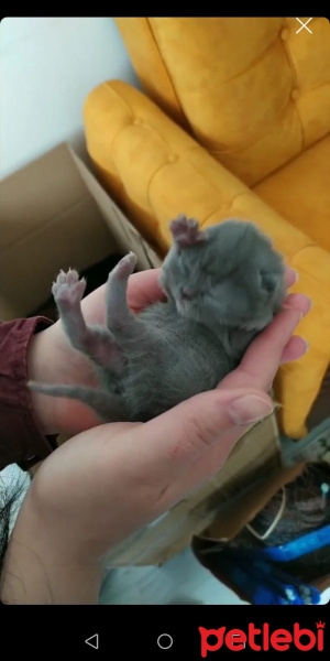 British Shorthair, Kedi  Pembe fotoğrafı