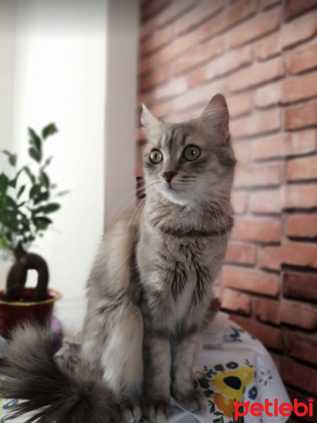Tekir Kedi, Kedi  Hamur fotoğrafı