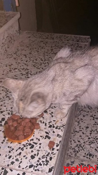 Tekir Kedi, Kedi  Sokak kedilerim fotoğrafı