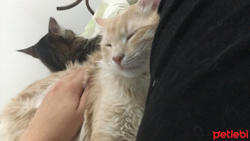 Sarman, Kedi  Badem fotoğrafı
