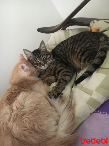 Sarman, Kedi  Badem fotoğrafı