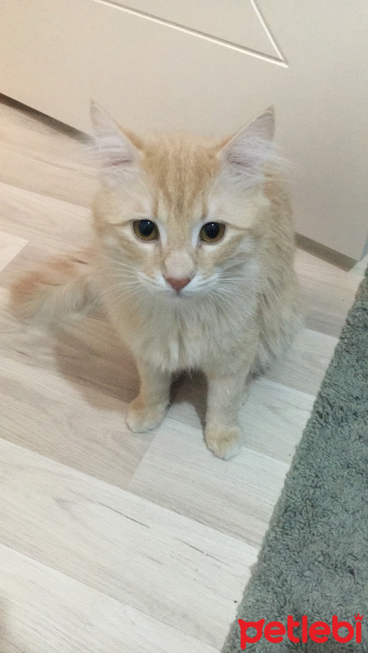 Sarman, Kedi  Badem fotoğrafı