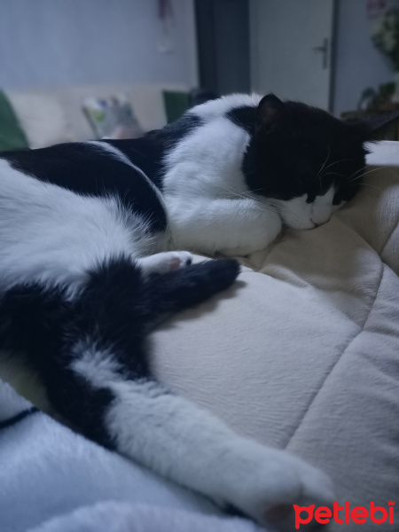 Tuxedo (Smokin) Kedi, Kedi  Katherina fotoğrafı