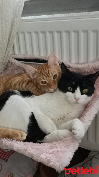 Tuxedo (Smokin) Kedi, Kedi  Katherina fotoğrafı