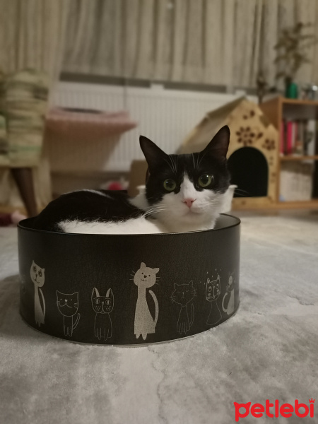 Tuxedo (Smokin) Kedi, Kedi  Katherina fotoğrafı