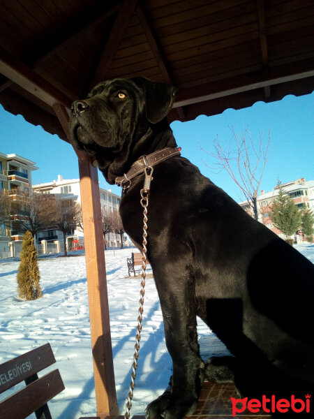 Cane Corso Italiano, Köpek  Oscar fotoğrafı