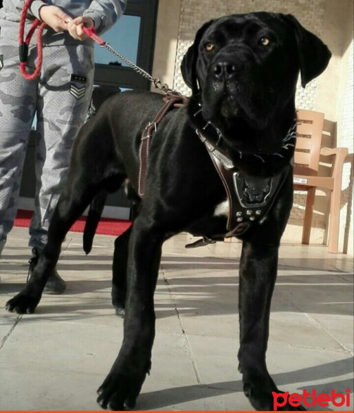 Cane Corso Italiano, Köpek  Oscar fotoğrafı