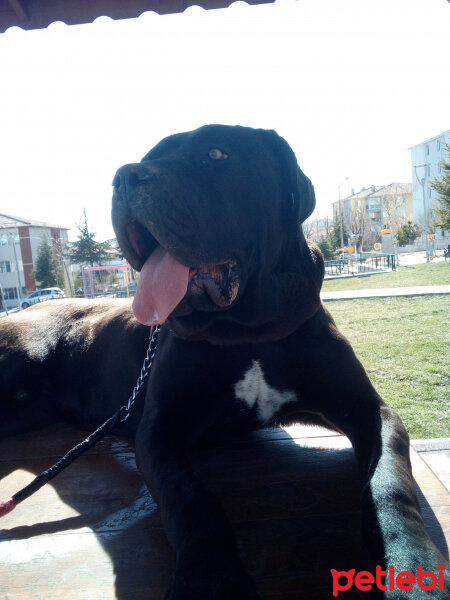 Cane Corso Italiano, Köpek  Oscar fotoğrafı