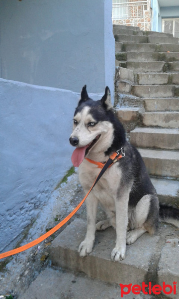 Sibirya Kurdu (Husky), Köpek  Ares fotoğrafı