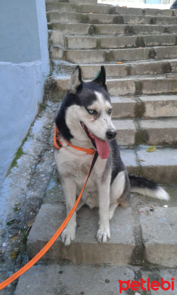 Sibirya Kurdu (Husky), Köpek  Ares fotoğrafı