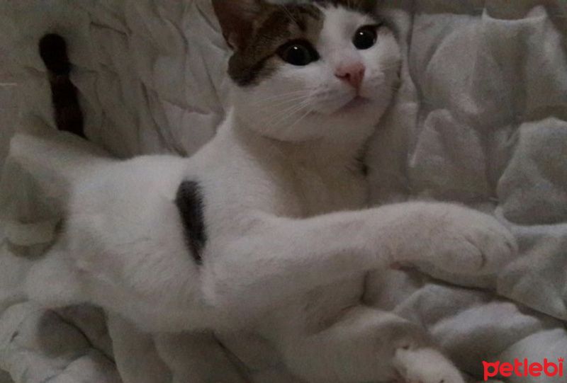 Tekir Kedi, Kedi  Mimi fotoğrafı