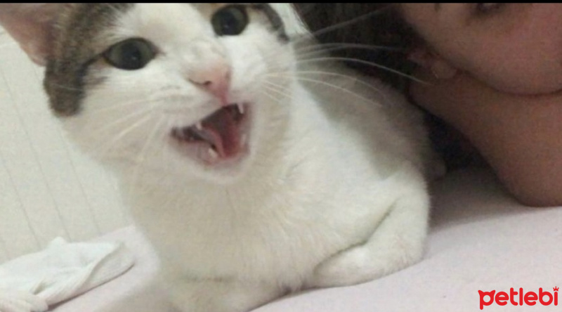Tekir Kedi, Kedi  Mimi fotoğrafı