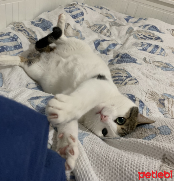 Tekir Kedi, Kedi  Mimi fotoğrafı