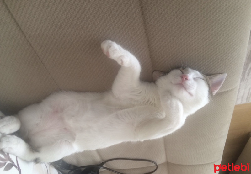 Tekir Kedi, Kedi  Mimi fotoğrafı