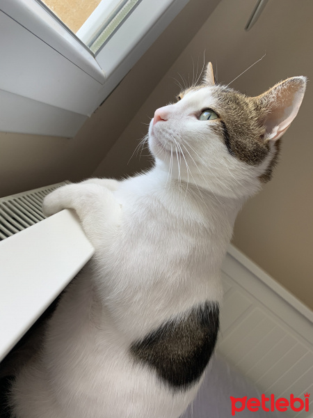 Tekir Kedi, Kedi  Mimi fotoğrafı