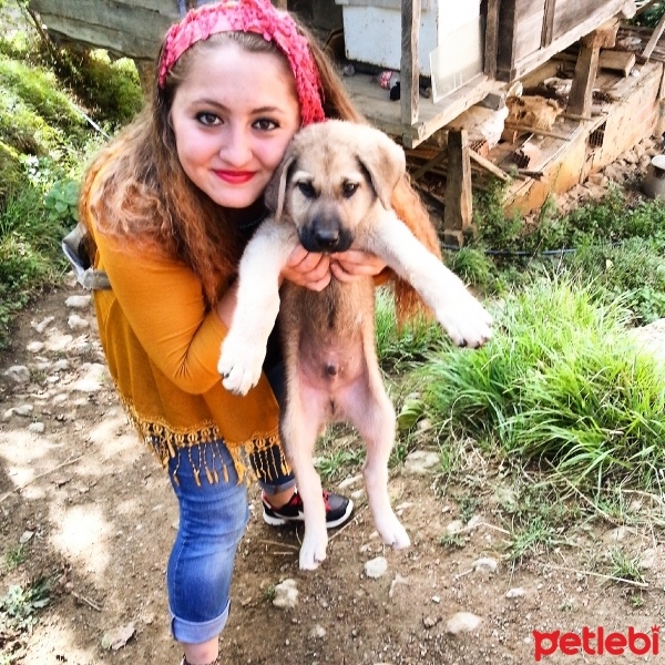 Ankara Kedisi, Kedi  prensess fotoğrafı