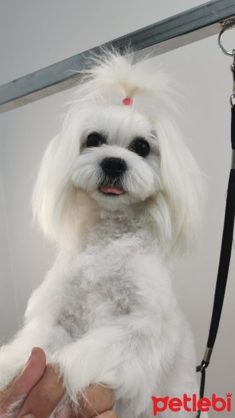 Maltese, Köpek  Tina fotoğrafı