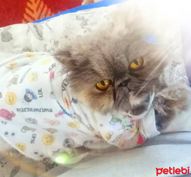 Chinchilla, Kedi  Sufle fotoğrafı